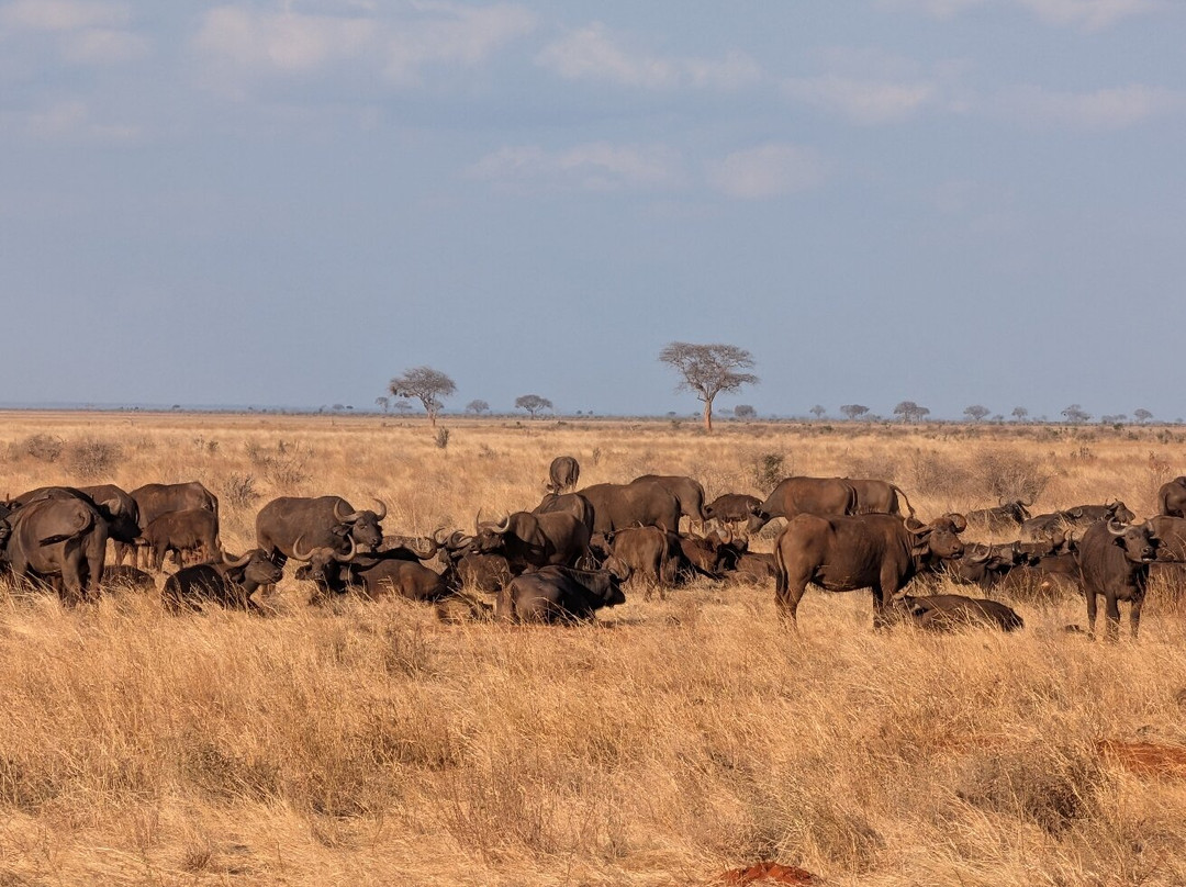 Safari In Kenya Con Samba-瓦塔木必去景点