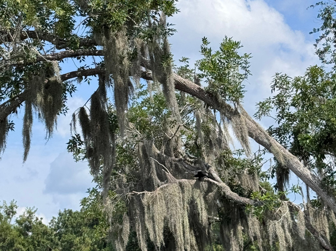 St. John's River Eco Tours, LLC-DeBary必去景点