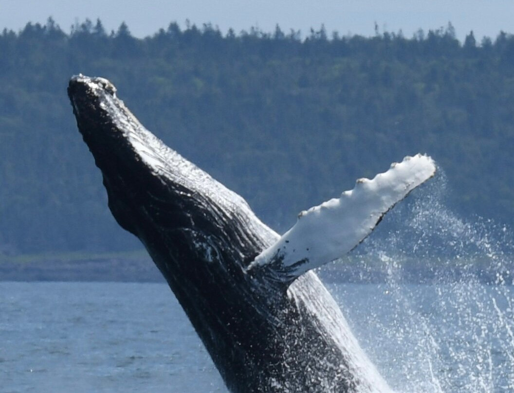 Freeport Whale & Seabird Tours-Freeport必去景点