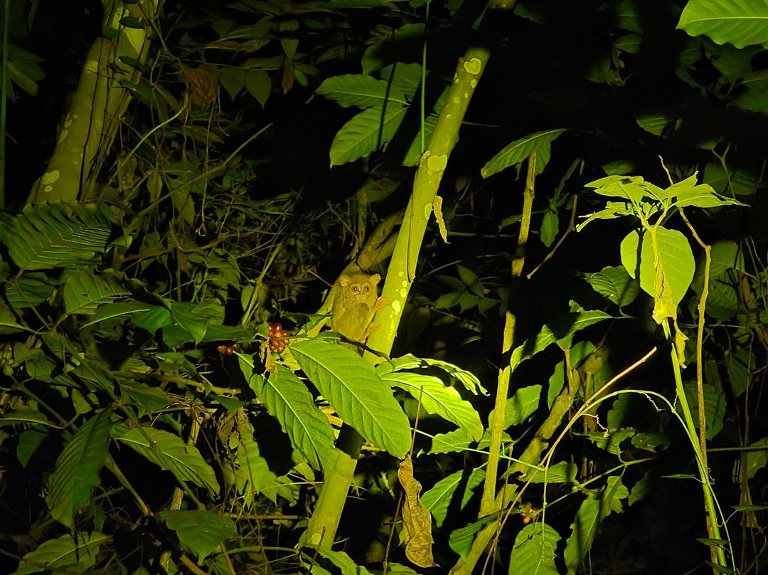 Tentena wildlife tour and Lorelindu national park-Tentena必去景点