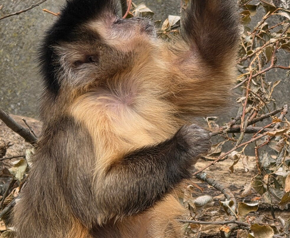 Wales Ape and Monkey Sanctuary-Abercraf必去景点