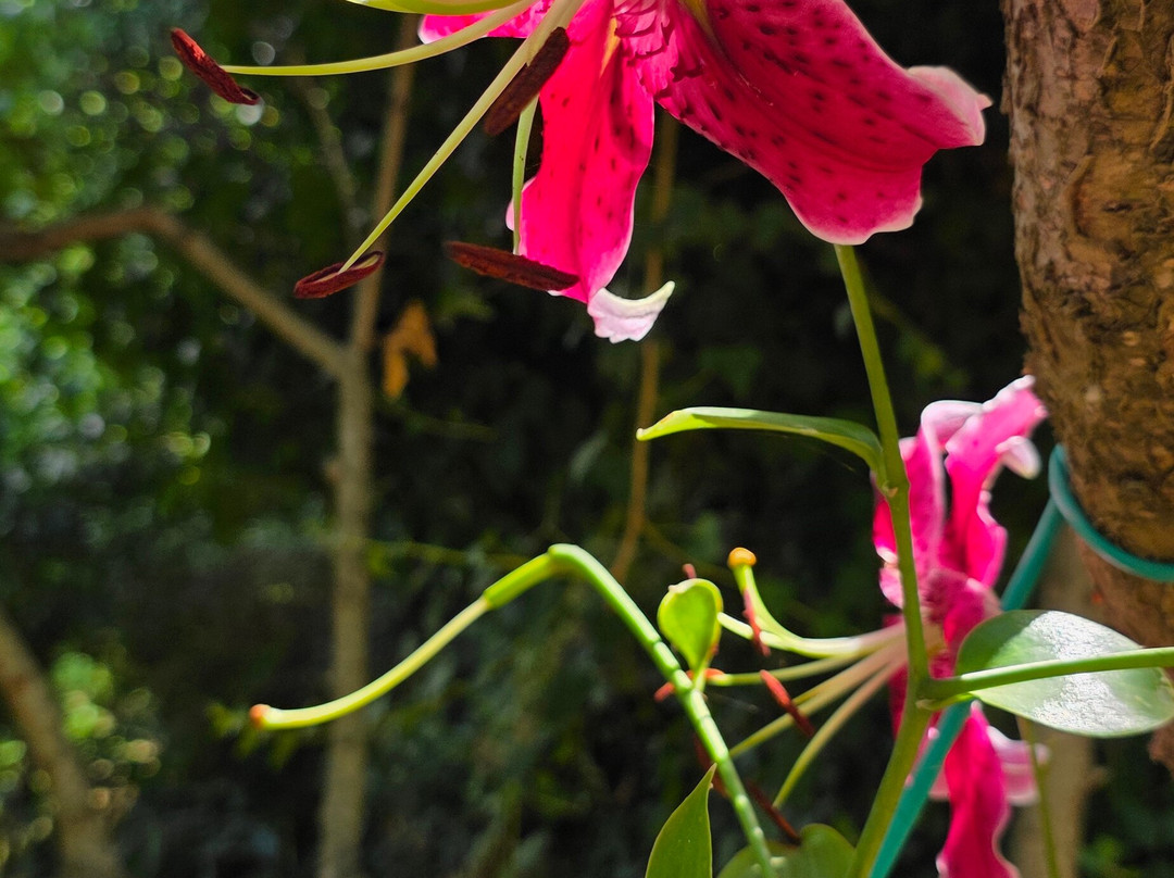 Botanical Garden Of Crete-Fournes必去景点