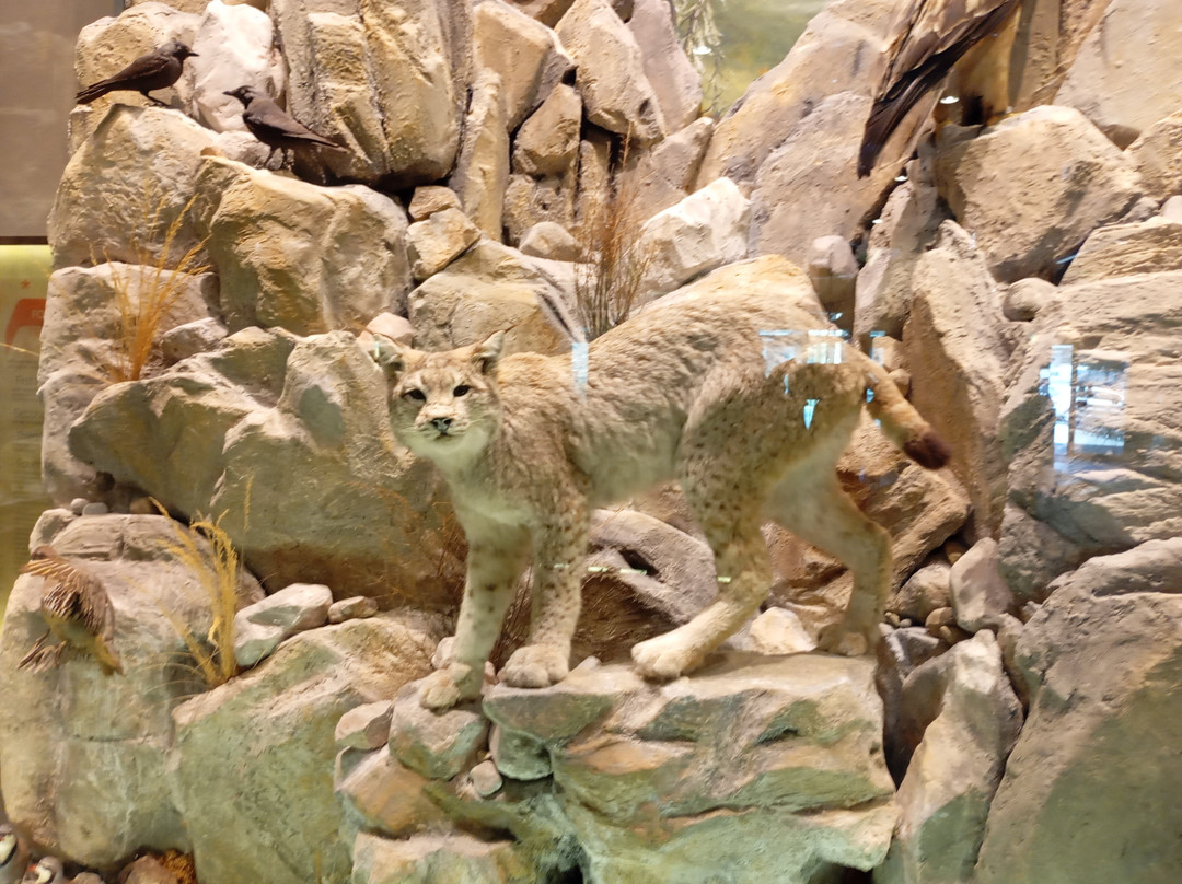 Natural History Museum of Meteora & Mushroom Museum-卡兰巴卡必去景点