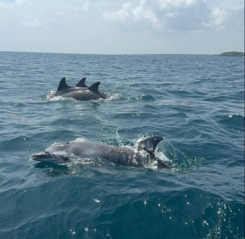 Wasini sea safaris-Wasini Island必去景点