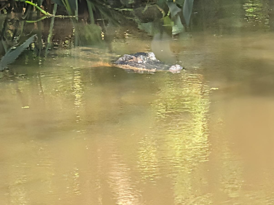 Ragin Cajun Airboat Tours-新奥尔良必去景点