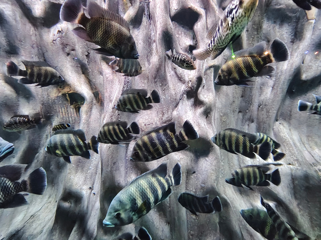 Lokaranjan Aqua World Underwater Zoo-迈索尔必去景点