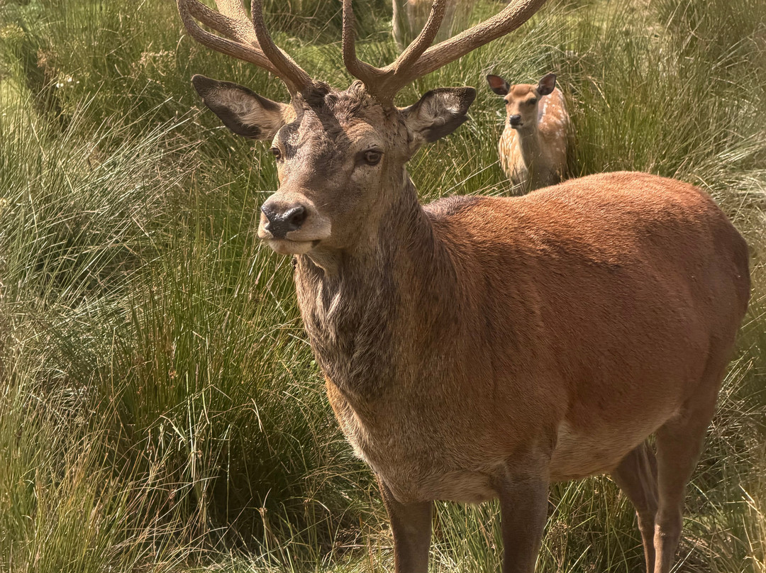 Bainloch Deer Park-Dalbeattie必去景点