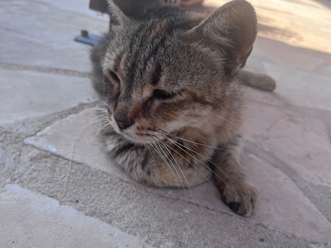 St. Nicholas of the Cats-Akrotiri必去景点