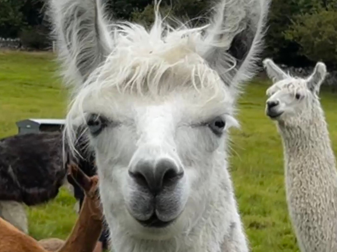 Bardsea Alpacas And Llamas-Bardsea必去景点