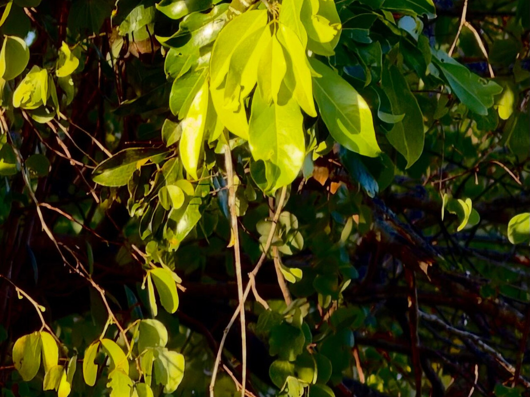 Udawalawe Lahiru Safari Guide Tours-乌达瓦拉维国家公园必去景点