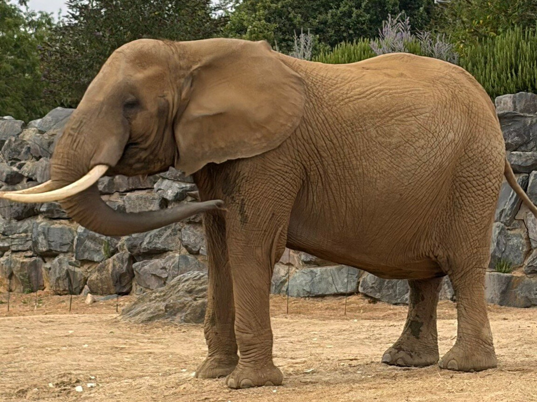 Colchester Zoo-科尔切斯特必去景点