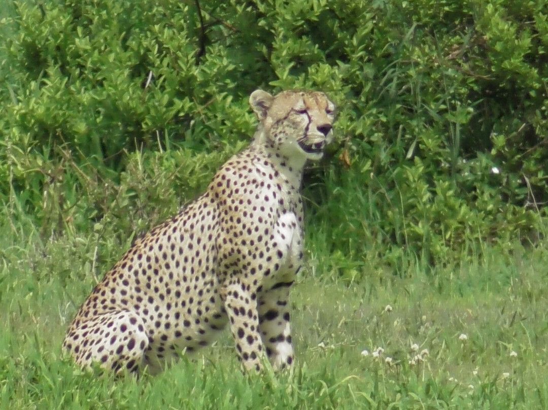 Tarangire National Park-塔兰吉雷国家公园必去景点