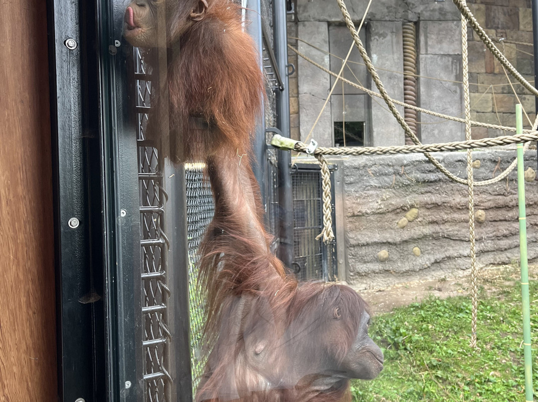 Aalborg Zoologiske Have-奥尔堡必去景点