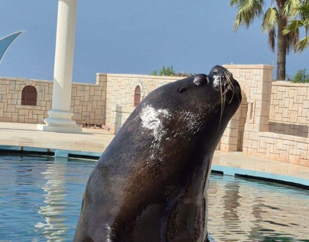 Aksu Dolphinarium-安塔利亚必去景点