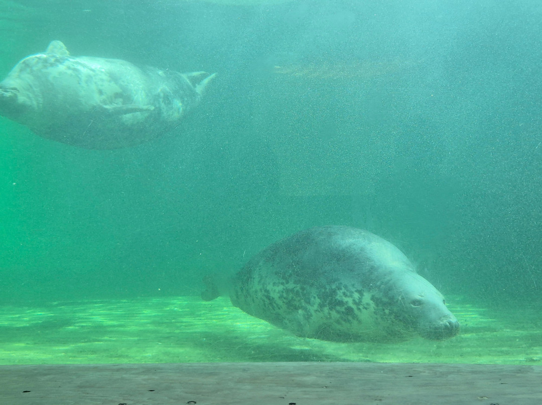 Cornish Seal Sanctuary-Gweek必去景点