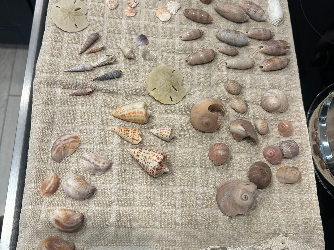 Treasure Seekers Shell Tours-Goodland必去景点