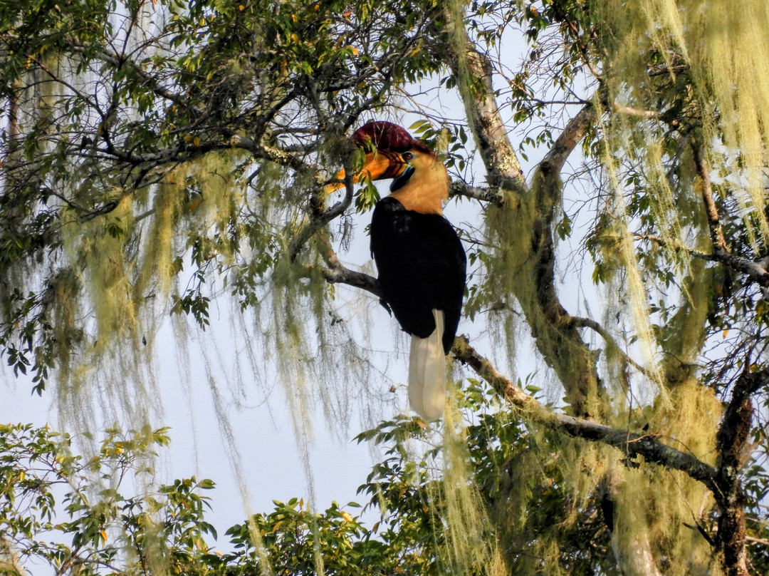 Tentena wildlife tour and Lorelindu national park-Tentena必去景点