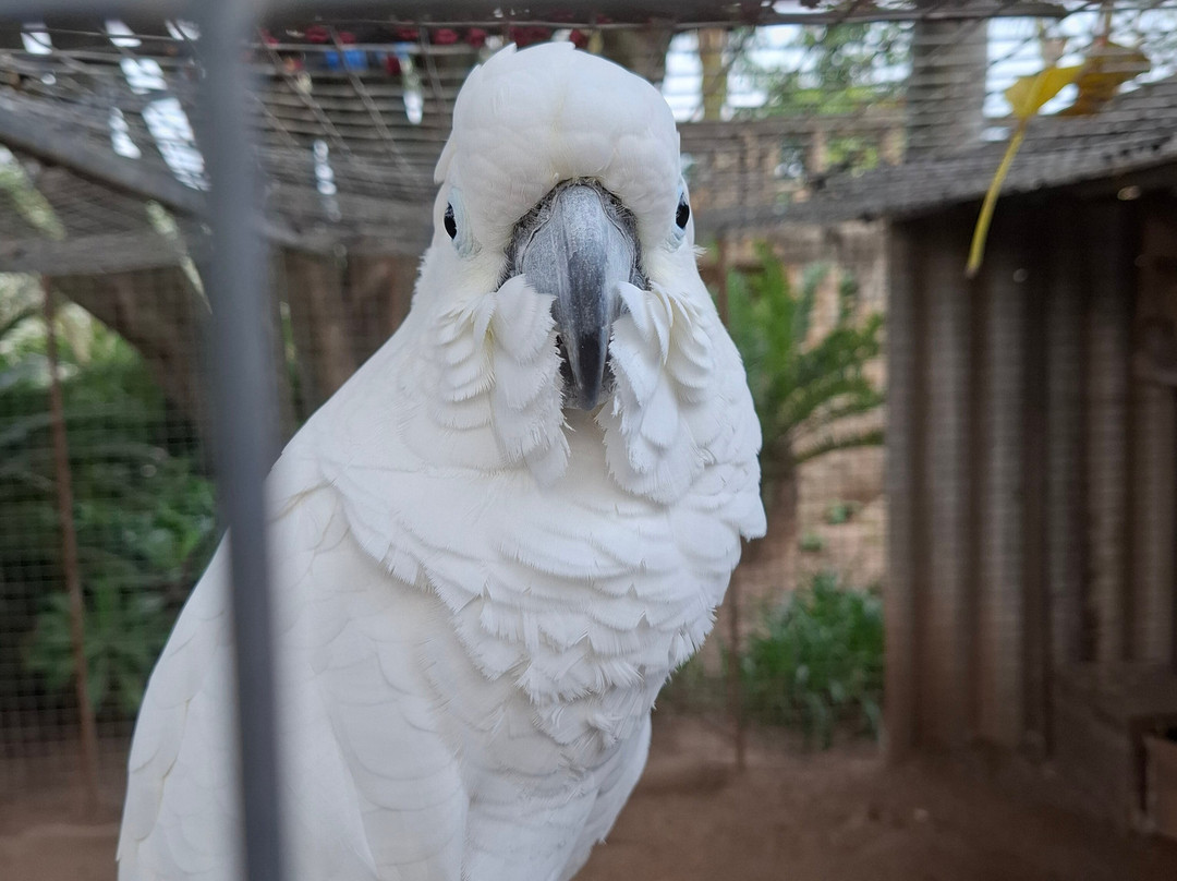 African Dawn Bird and Wildlife Sanctuary-Thornhill必去景点