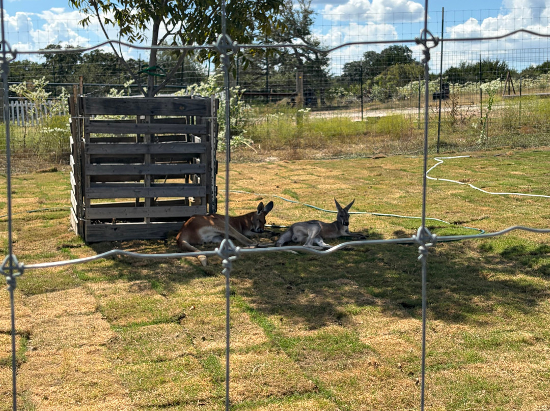 Giraffe Winery at Grapetown Vineyard-弗雷德里克斯堡必去景点