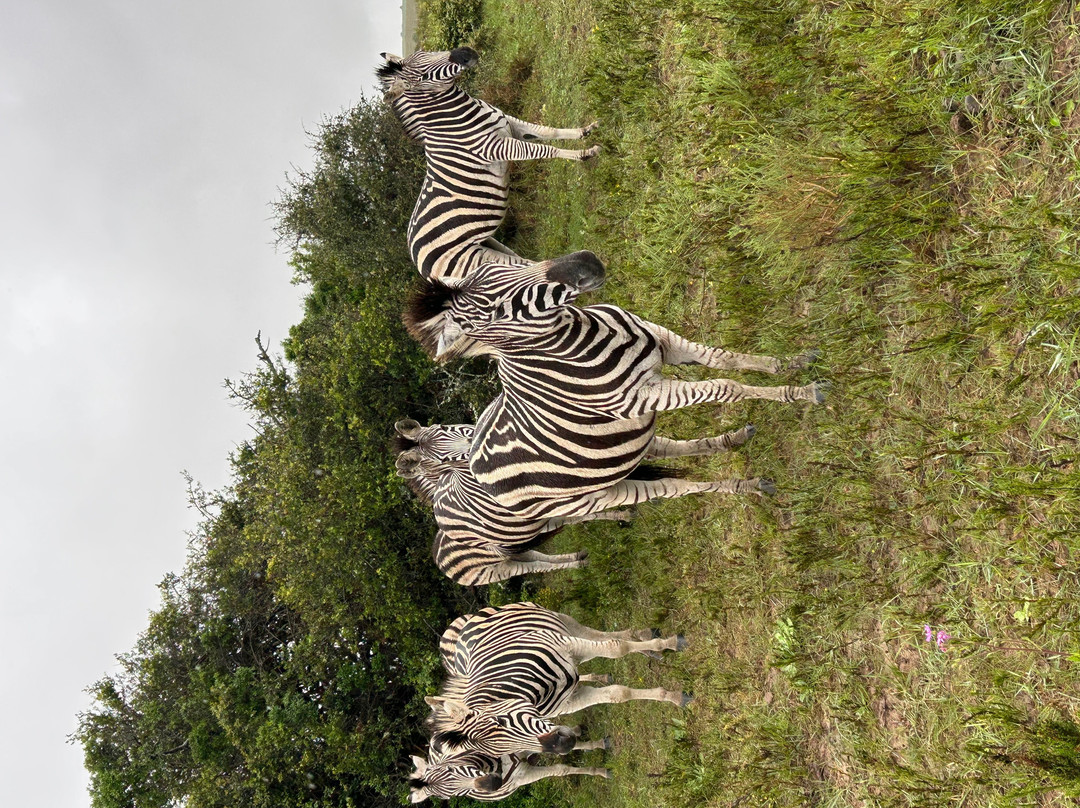 Lalibela Wildlife Reserve - Kichaka Lodge主图