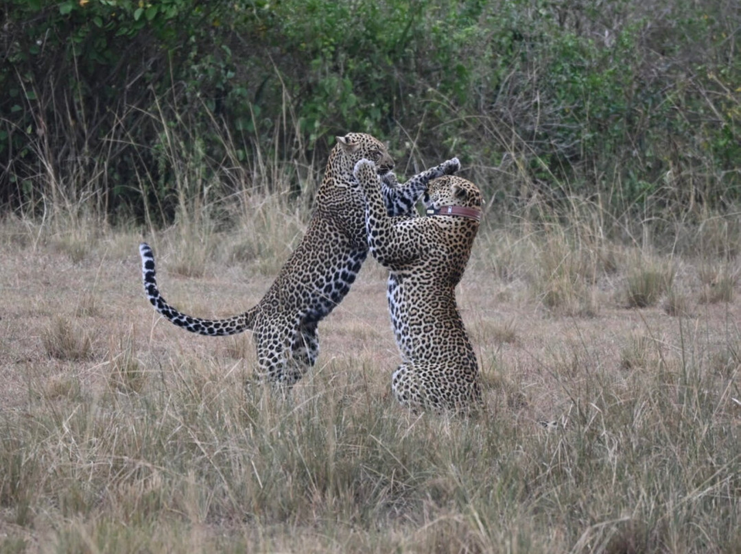 Ngoni Safaris Uganda-坎帕拉必去景点