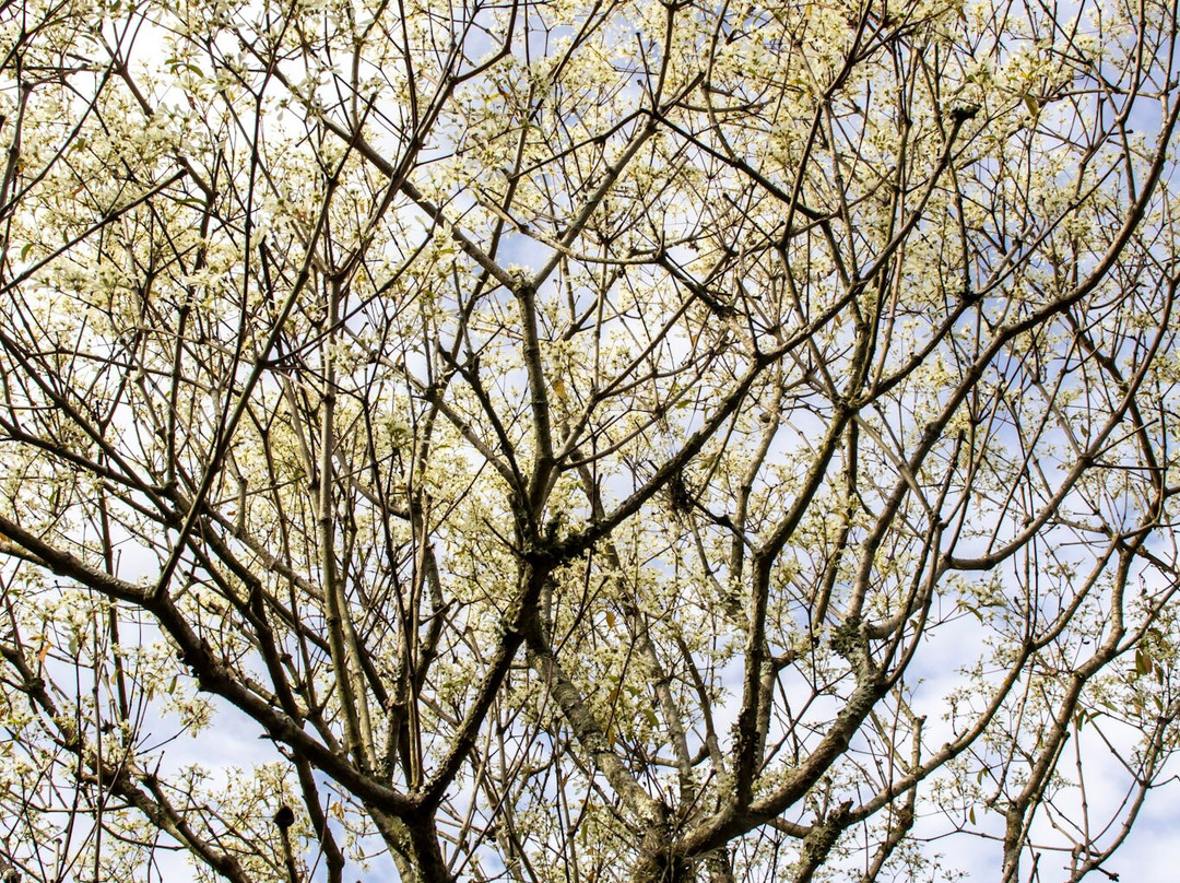 Jardim Botânico de São Paulo-圣保罗必去景点