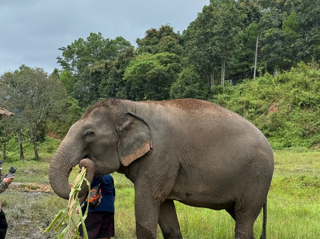Living Green Elephant Sanctuary-清迈必去景点