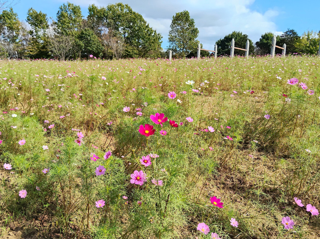 Makinohara Park-印西市必去景点