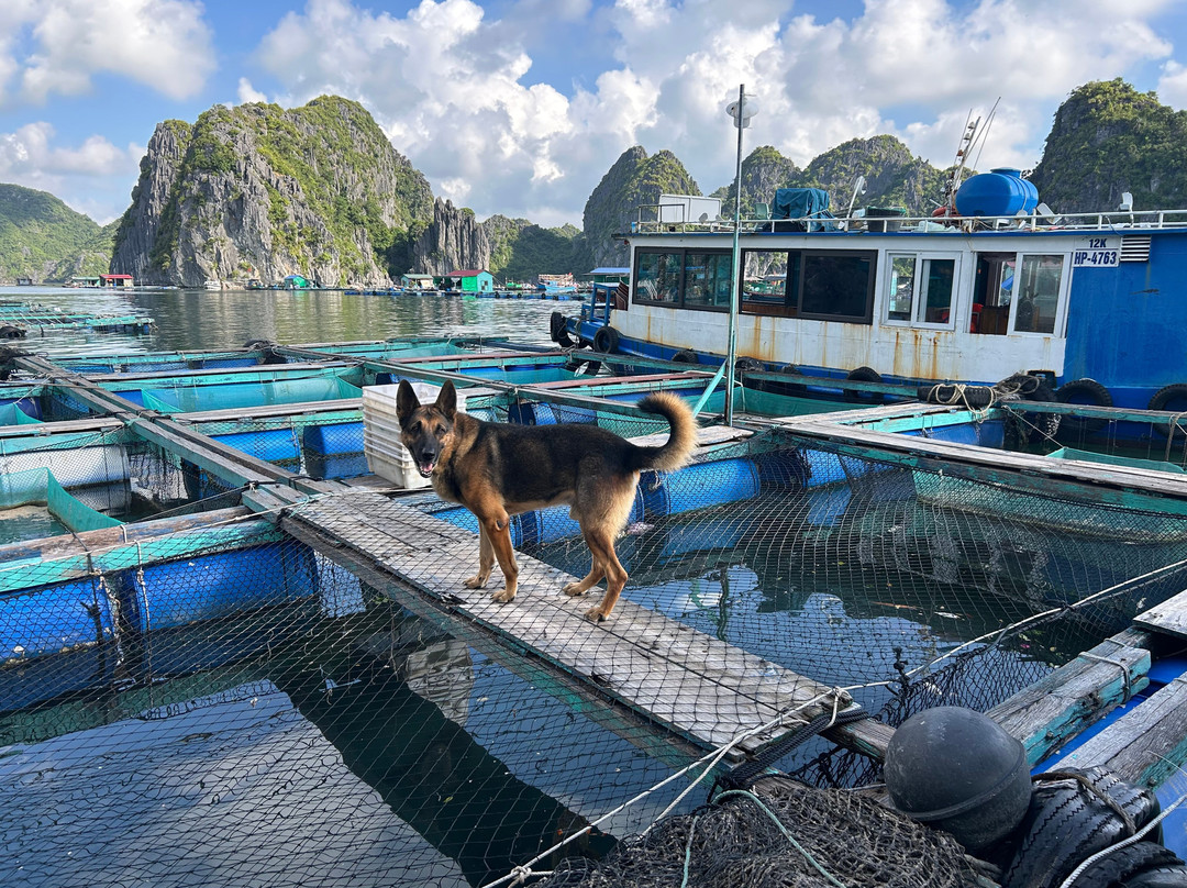 Cat Ba Kayak Adventures-下龙湾必去景点