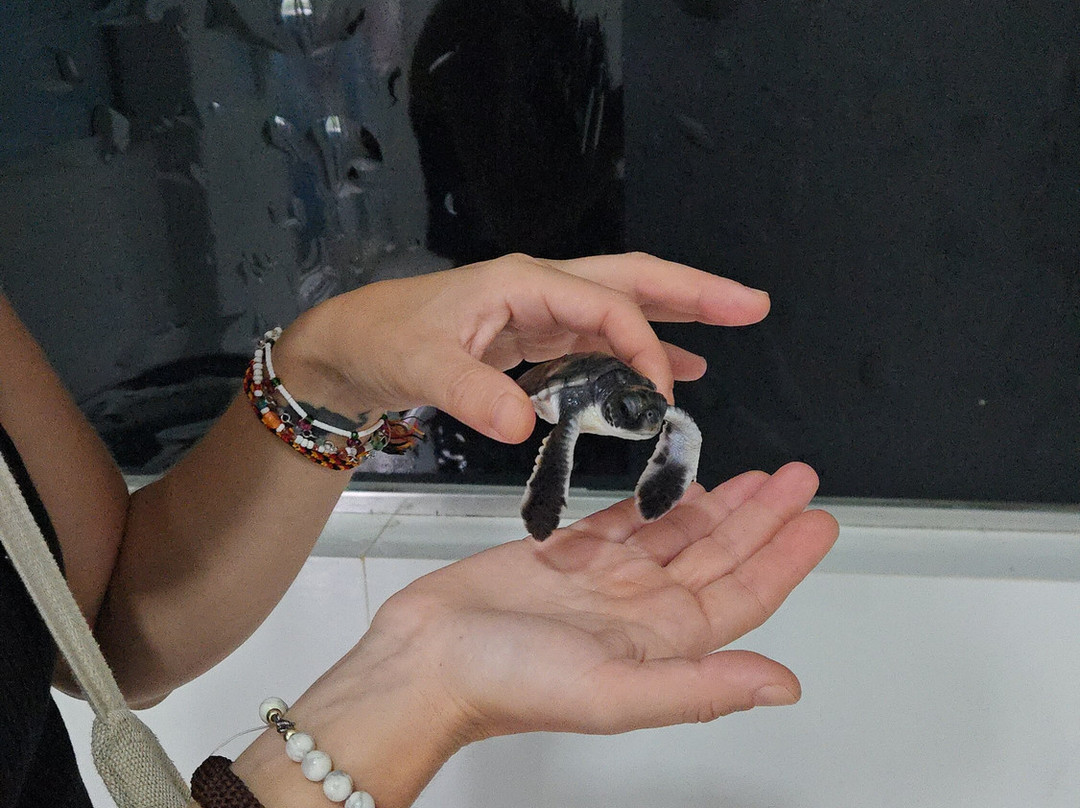 Ahungalla Sea Turtles Conservation And Research Center-亚洪加拉必去景点