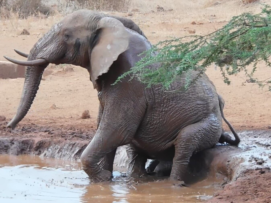 Wild Dog Safaris, East Africa LLC-内罗毕必去景点