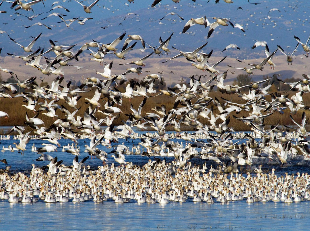 Colusa旅游景点-Sacramento National Wildlife Refuge
