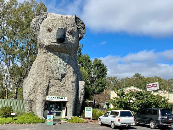 Giant Koala-Dadswells Bridge必去景点