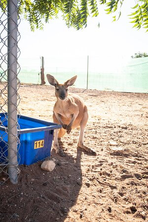 Lisa’s Kangaroo Retreat景点图片