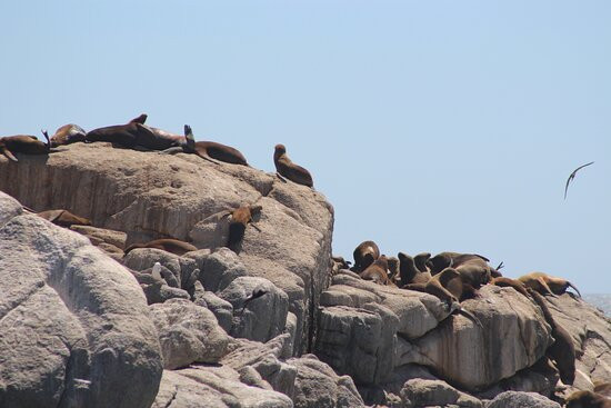 Mirador Cochoa-比尼亚德尔马必去景点