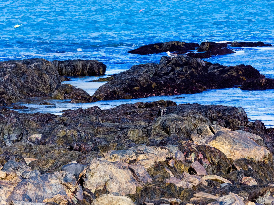 Rye旅游攻略图片