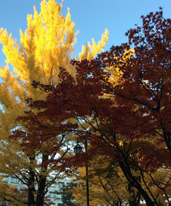 Hokkaido University Gingko Trees景点门票图片