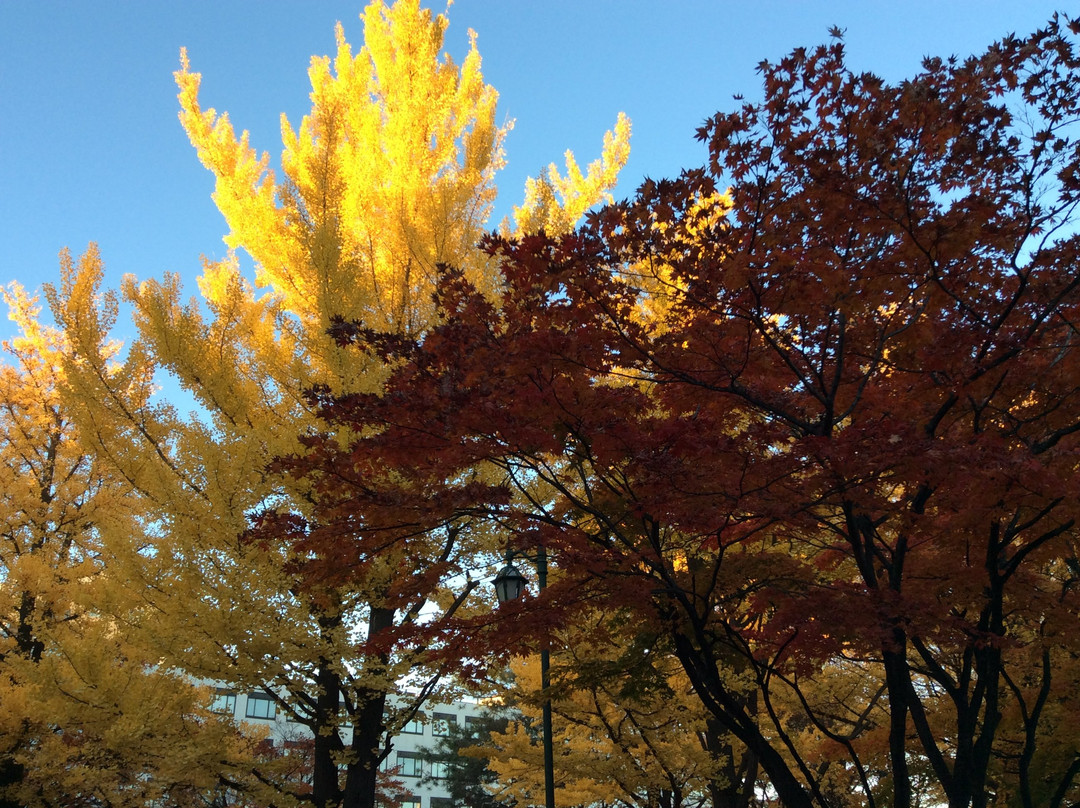 Hokkaido University Gingko Trees-札幌市必去景点