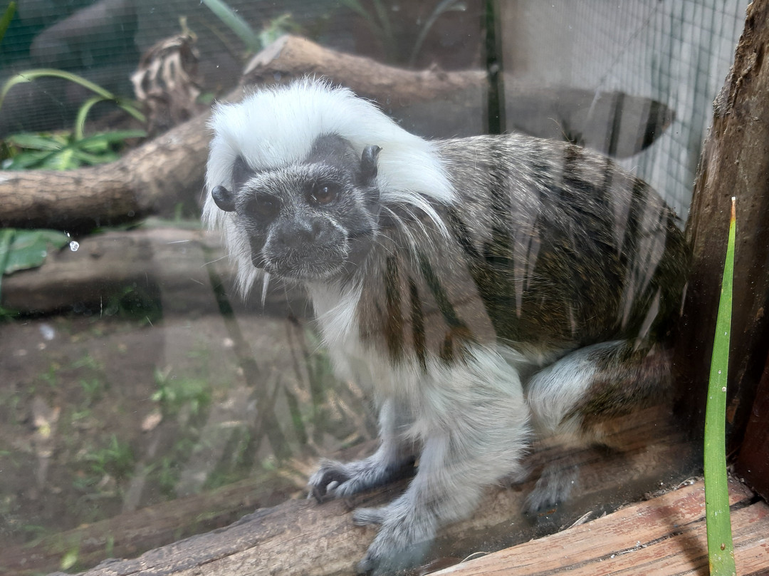 World of Birds-开普敦中心区必去景点