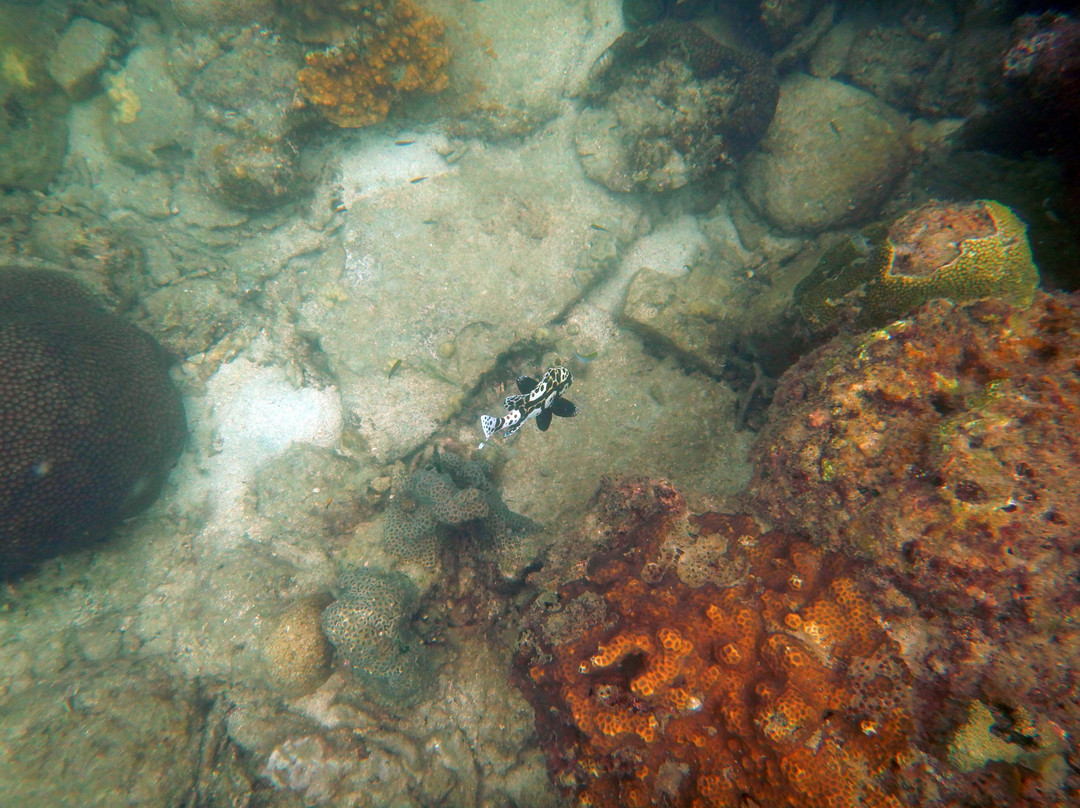 BB Divers Koh Mak-玛岛必去景点