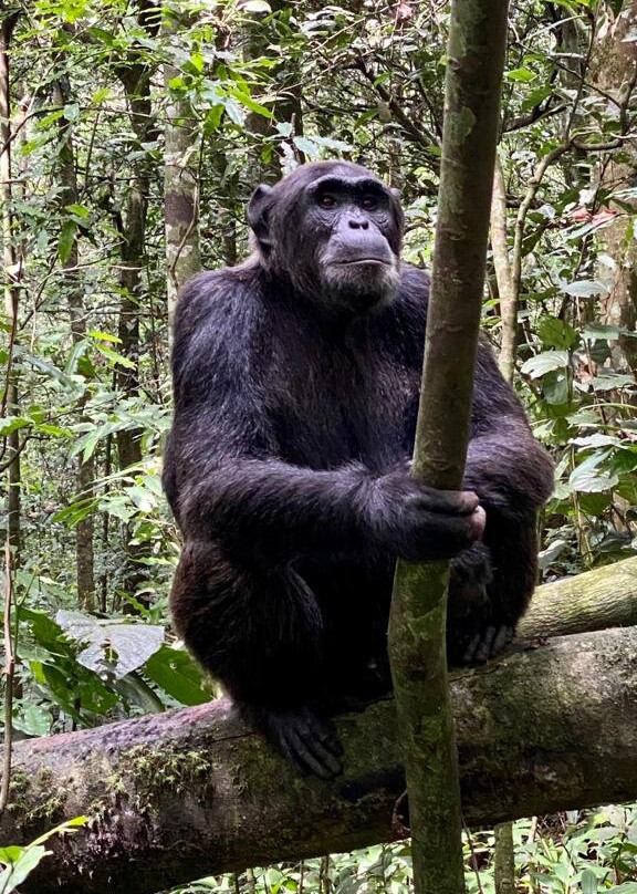 Kibale Forest National Park景点图片