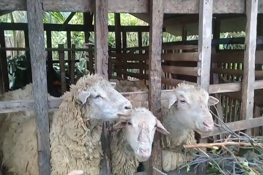 Ijen Driver-巴纽旺宣必去景点