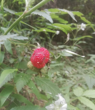 Bike Heroes Tanzania-莫西必去景点