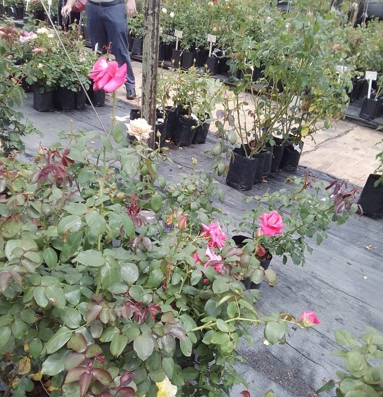 Ludwig's Rose Farm-比勒陀利亚必去景点