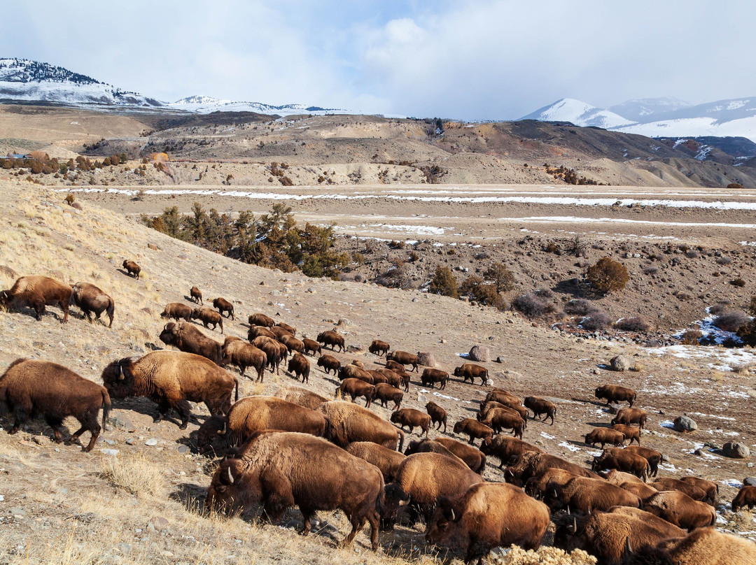 Yellowstone Safari Company景点图片