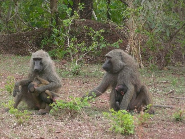 Mole National Park旅游攻略图片