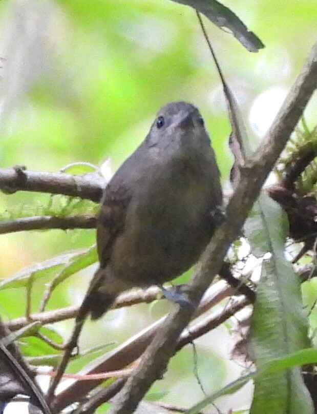 Trilha dos Tucanos-Tapirai必去景点