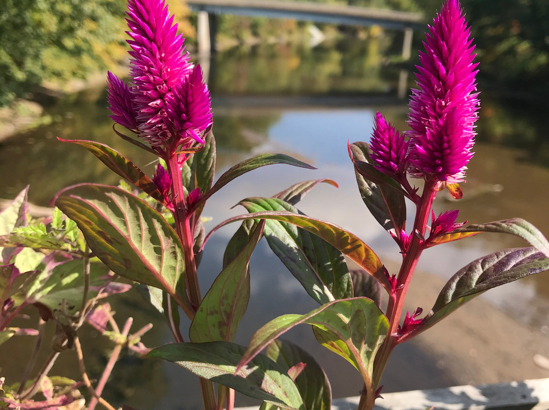 Old Drake Hill Flower Bridge-锡姆斯伯里必去景点