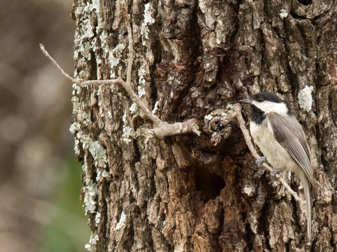 McCown Valley Park-Whitney必去景点