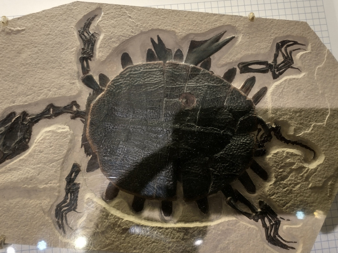 Fossil Butte National Monument-Kemmerer必去景点